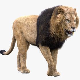 3D Lion(Rigged, FUR)1 model